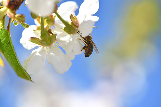 Honey Bee. Apis mellifera, Bee pollinating cherry blossoms. A bee collecting pollen and nectar from a cherry tree flower. Macro shot with selective focus. insect in nature. natural background - Powered by Adobe