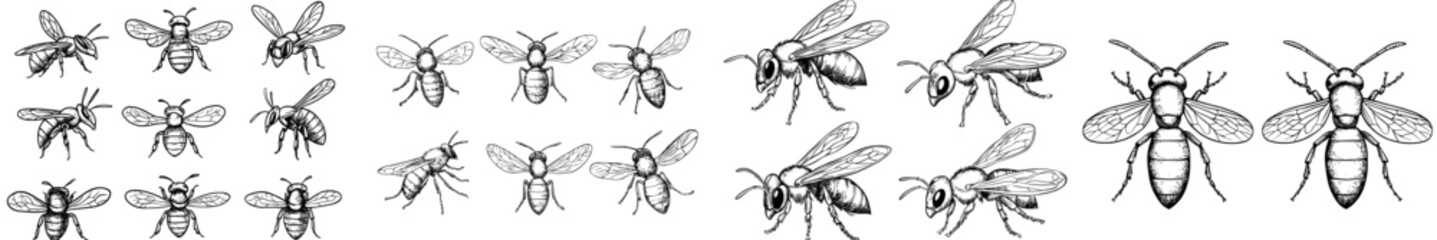 A compilation of stylized monochrome illustrations featuring diverse bee species, highlighting their unique traits and attributes