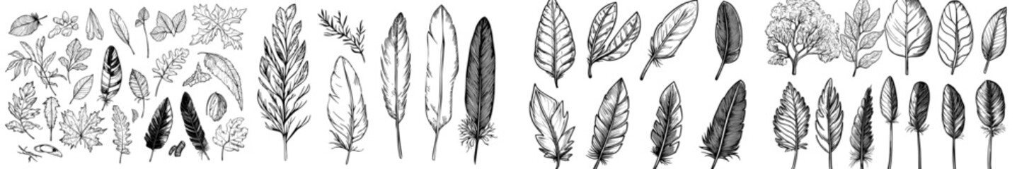 A compilation of dark feather silhouettes in diverse forms, highlighting complex patterns ideal for adornment and creative applications