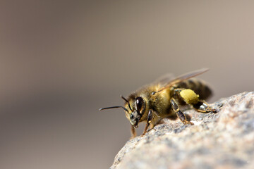 European honey bee. Beneficial insect. Pollen on legs. Garden pollinator. Bees produce fresh, healthy, honey. Beekeeping concept. macro photo. close-up. isolated.