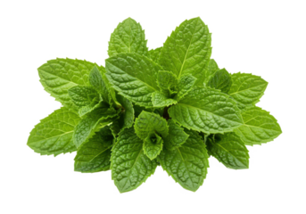 Fresh mint leaves isolated on white background