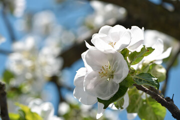 The apple tree is blooming. White flowers on the tree in the garden. Beautiful spring apple tree blossom. spring season. macro photo. close up of flowering branch of fruit tree. nursery