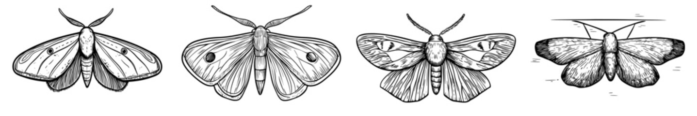 A precise silhouette illustration of a moth is showcased, highlighting its unique wings and antennae, perfect for designs centered around nature
