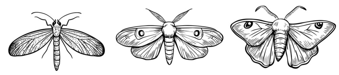 A precise black outline of a butterfly is displayed, highlighting its wings and body composition, perfect for designs centered around nature