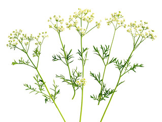 Vibrant Meadow Parsnip Vegetables on Ground