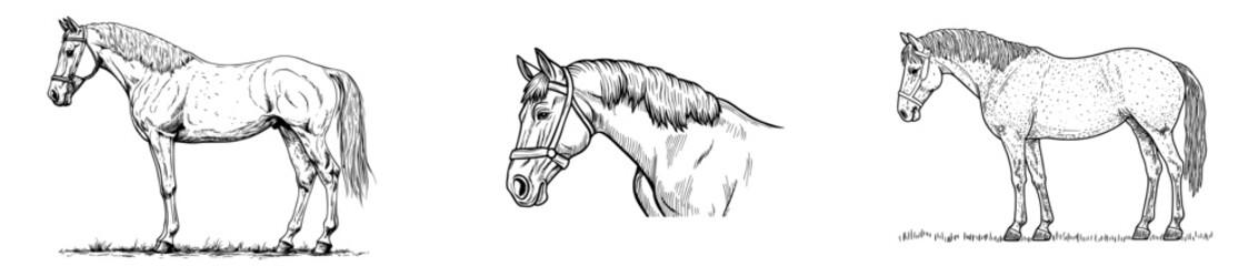 The horse's stunning profile highlights its sophisticated appearance and luxuriant mane, making it perfect for art and design applications