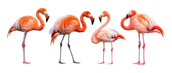 Obraz premium Pack of Flamingo Against Transparent Background for Wildlife Designs, Tropical Themes, or Beach Illustrations