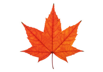 Single orange maple leaf isolated on white background