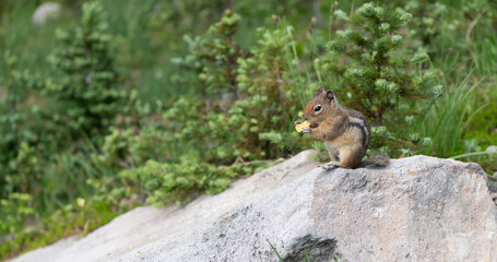 Chipmunk rodent. Gopher outdoor. Wild animal in nature. Squirrel on the ground. Rodent animal chipmunk. Rodent animal family. Wildlife nature. Ground squirrel. Chipmunk wild squirrel. Zoo park