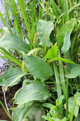 Alisma plantago-aquatica grows in the shallows of the river