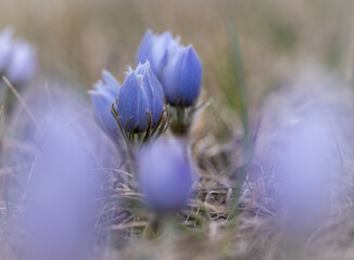 Blueish violet colored prairie crocus with an out of focus colored foreground
