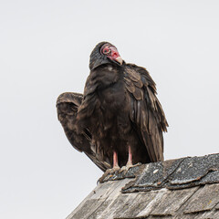 Turkey Vulture with red face an brown eyes standing on a old shingled roof
