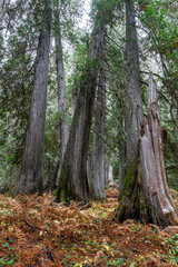 Western Red Cedar Trees (Thuja plicata) in the Hobo Cedar Grove Botanical Area, ID