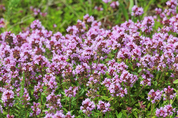 Thyme (Thymus serpyllum) blooms in nature