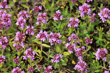 Thyme (Thymus serpyllum) blooms in nature