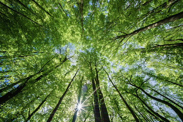 An Exquisite and Beautiful Scenic Canopy View of Lush Green Trees Beneath a Bright Blue Sky