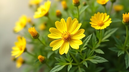 Obraz premium A vibrant display of yellow flowers in full bloom, surrounded by lush green leaves.