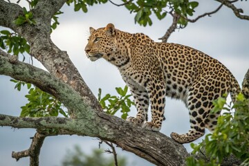 Fototapeta premium Large Leopard Observing From a Tree Branch in the Wild Generative AI