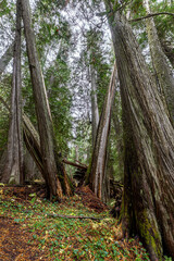 Western Red Cedar Trees (Thuja plicata) in the Hobo Cedar Grove Botanical Area, ID