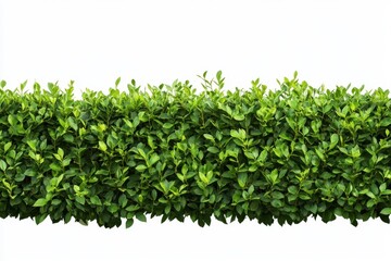 Obraz premium A lush green hedge with small leaves against a bright white background a horizontal view style