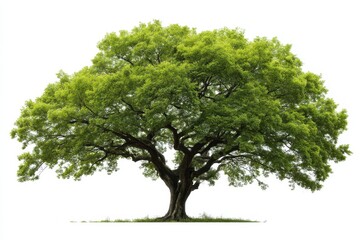 A large, lush green tree stands alone with wide branches and a thick trunk against a white background.