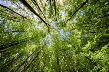 An Exquisite and Beautiful Scenic Canopy View of Lush Green Trees Beneath a Bright Blue Sky