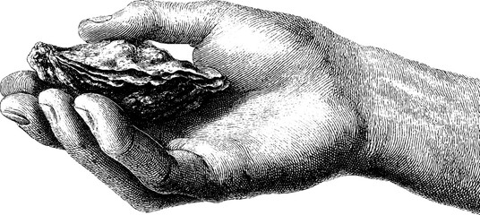 Vintage hand holding oyster - detailed black and white etching.