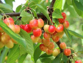 On a tree branch, ripe berries sweet cherry (Prunus avium)
