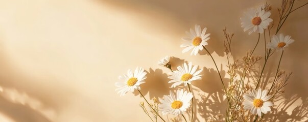 Delicate white daisies in soft light © kirania