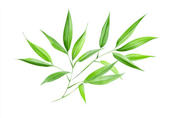 Obraz premium Green bamboo leaves watercolor painting on white background