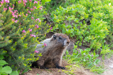 Rodent animal woodchuck. Rodent marmot animal. Wildlife nature. Marmot capybara. Marmot wild groundhog. Woodchuck rodent. Capybara outdoor. Wild animal in nature. Groundhog on ground. Fluffy marmot