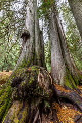 Burl on a Western Red Cedar Tree (Thuja plicata) in the Hobo Cedar Grove Botanical Area, ID