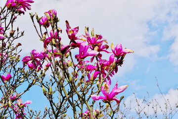 magnolia flowers on part of a large bush in the spring sun
