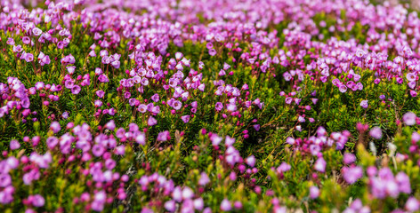 Summer nature. Flowering plant. Flower of phyllodoce wildflower. Mountain heather blossom. Pink...