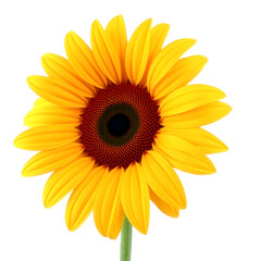 Fototapeta premium sunflower isolated on white