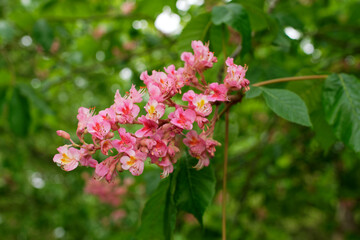 Fleurs et feuilles de Marronier rose (Aesculus x carnea)	