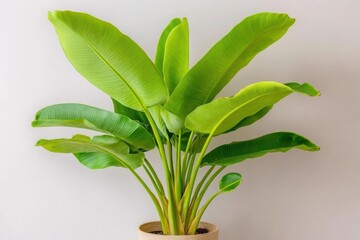Obraz premium Lush green houseplant thriving in a simple pot against a light wall indoors