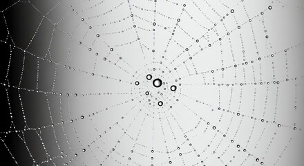 Obraz premium Spiderweb Covered in Water Droplets with Dark and Light Background