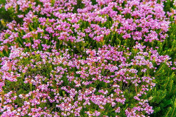 Obraz premium Meadow with wildflower of mountain heather flower in nature. Summer nature. Flowering plant. Flower flowering background. Mountain heather blossom. Pink mountain heather meadow flower