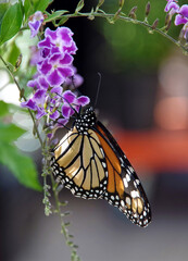 Monarch Butterfly foraging on purple flowers