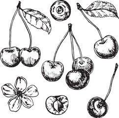 Hand-drawn cherry set: three cherries, two cherries, one cherry, and a cherry blossom, black and white sketch on white background © khudoliy