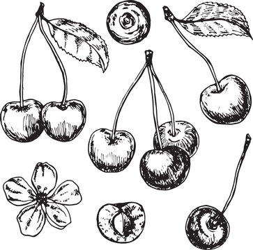 Hand-drawn cherry set: three cherries, two cherries, one cherry, and a cherry blossom, black and white sketch on white background
