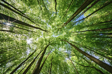 An Exquisite and Beautiful Scenic Canopy View of Lush Green Trees Beneath a Bright Blue Sky