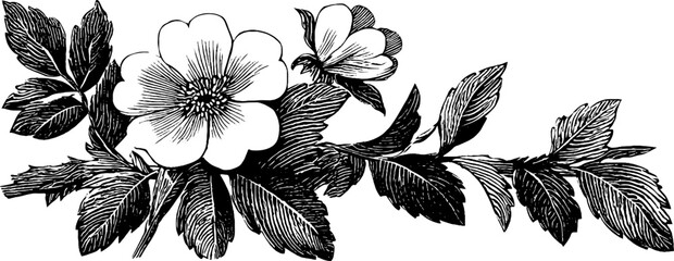 Vintage 1950s black and white woodcut floral illustration design for print