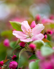 macro photo of pink apple blossoms, flowering of plants in spring