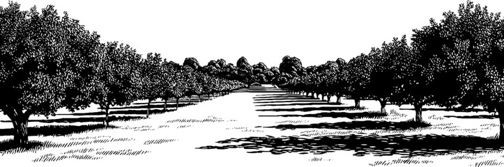 Vintage orchard landscape in 1950s woodcut style black and white illustration