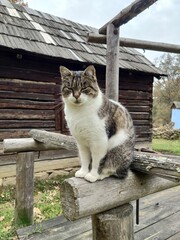 Gray and white cat in the garden - Cute cat sitting on a bench outdoor