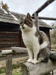 Gray and white cat in the garden - Cute cat sitting on a bench outdoor