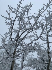 tree in snow