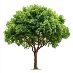 Leafy tree full view shot on white background